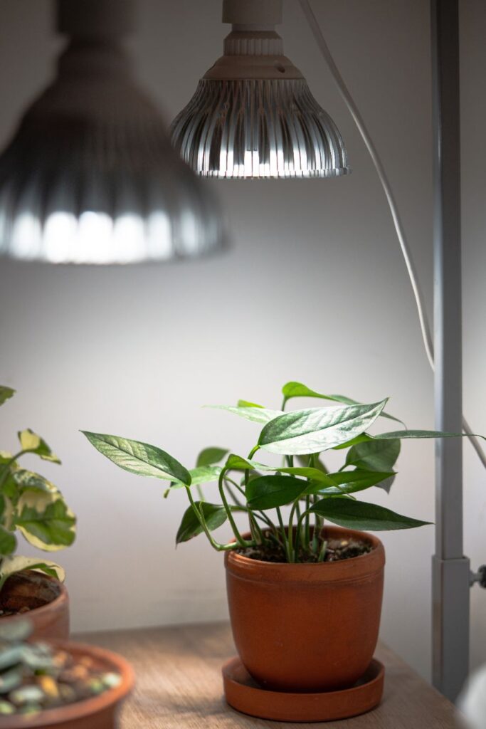 quelles sont les astuces pour réveiller une plante en dormance