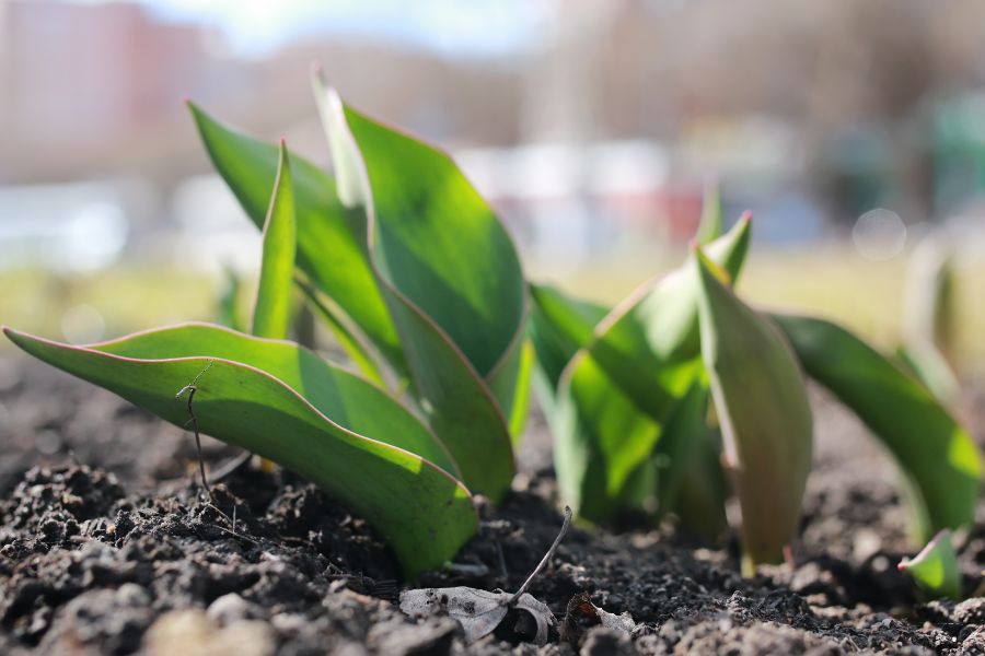 quels engrais pour bulbes de printemps choisir