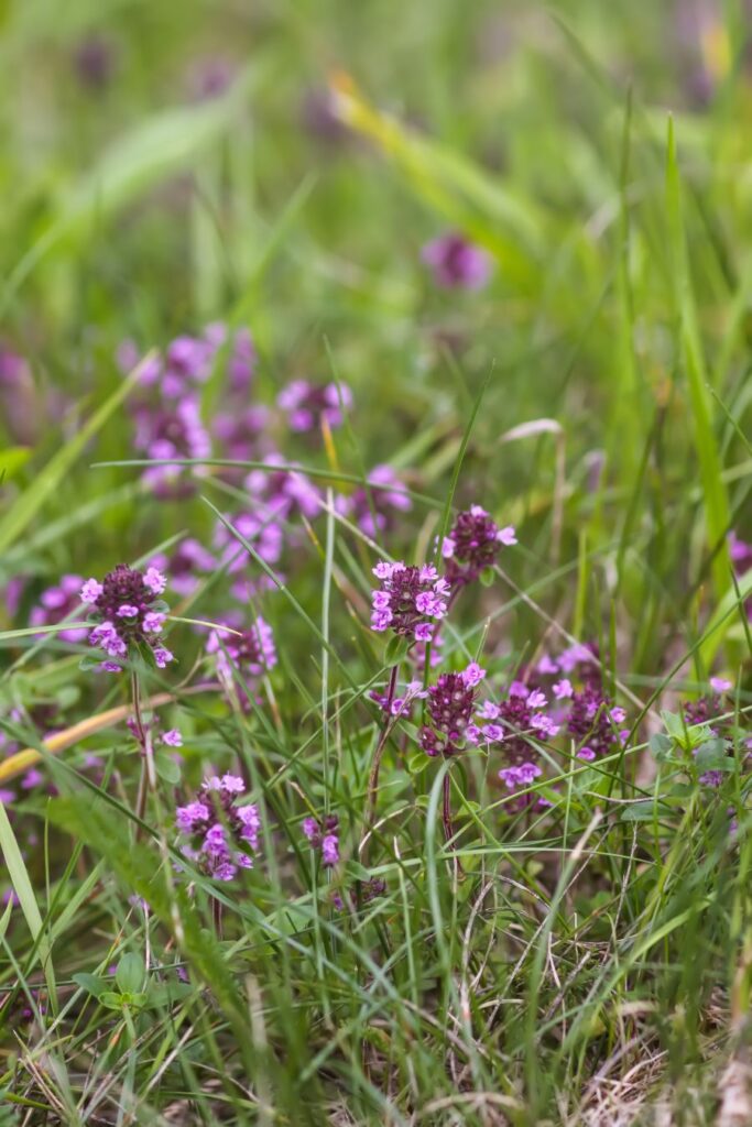 quels sont les avantages et les inconvénients d'une pelouse de thym