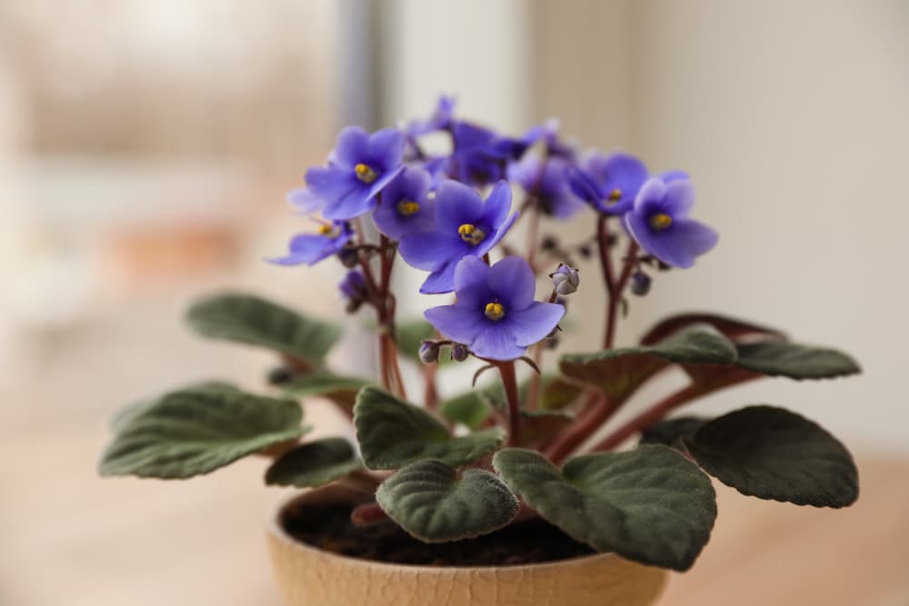 rempoter violette africaine au printemps