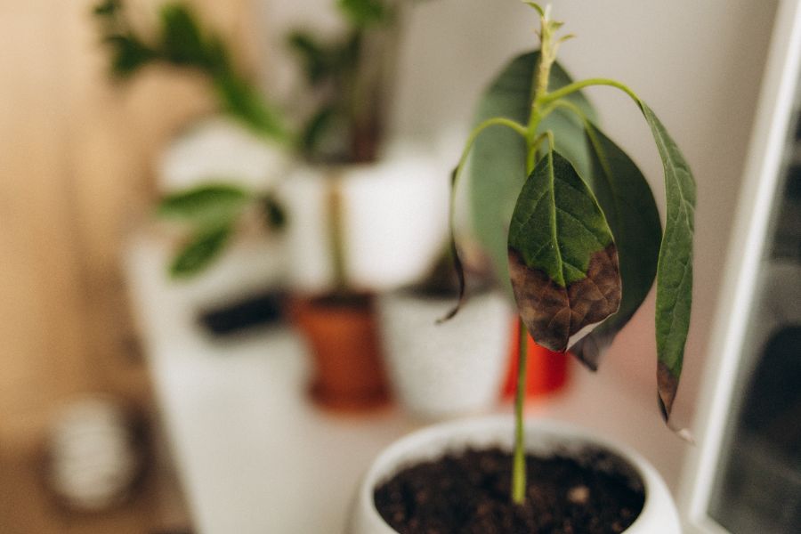 risques de la fertilisation des plantes d'intérieur en hiver