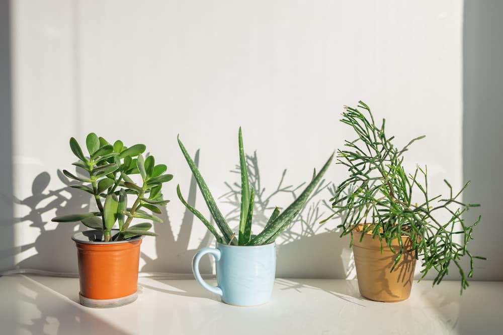 sauver une succulente qui manque de lumière