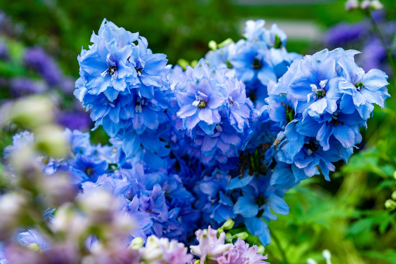soins des delphiniums pour floraison abondante, astuces entretien