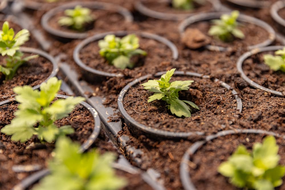 substrat léger pour germination rapide graines