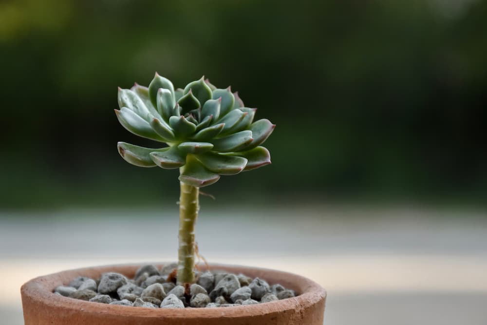 succulente qui pousse en hauteur anormalement
