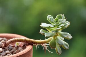succulente tige longue manque de lumière