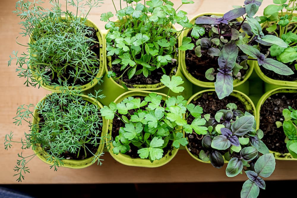 utiliser des pots en plastique recyclés comme pots d'herbes aromatiques