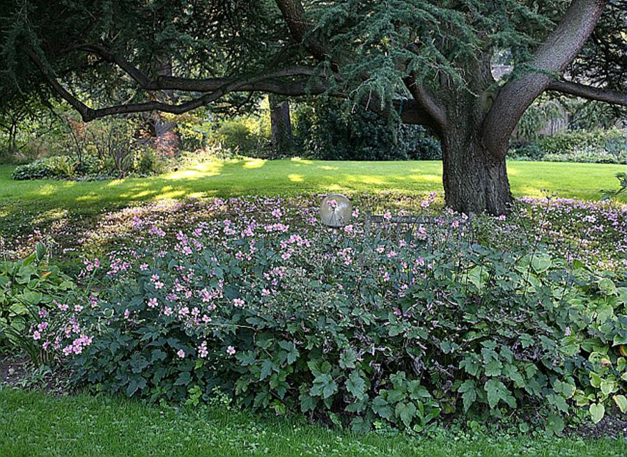 anémones du Japon comme plantes vivaces ombre longue floraison