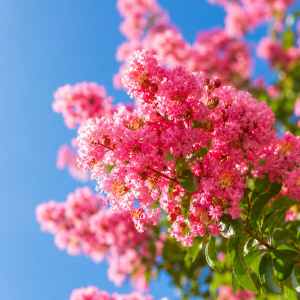 Arbres à fleurs roses floraison printemps lilas des Indes jardin français