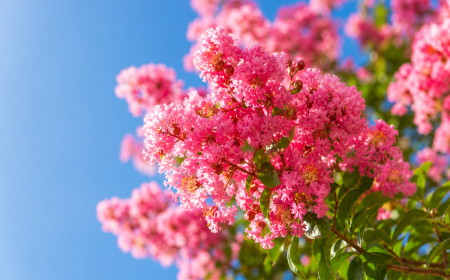 Arbres à fleurs roses floraison printemps lilas des Indes jardin français