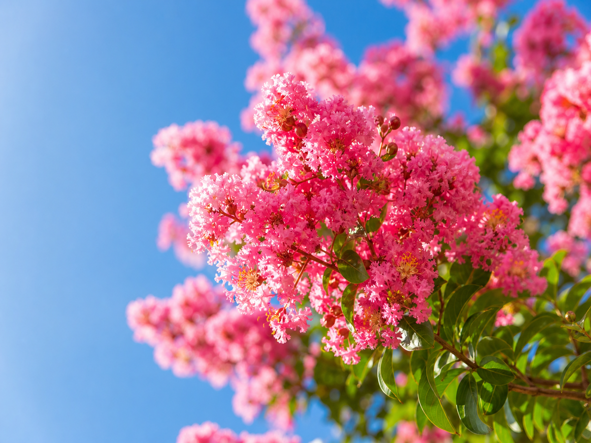 Arbres à fleurs roses floraison printemps lilas des Indes jardin français
