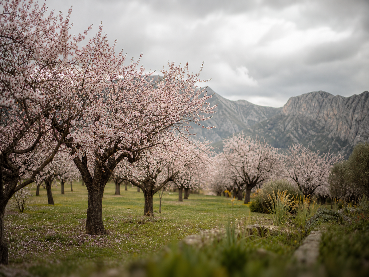 amandier arbre fleurs roses printemps floraison mars facile à cultiver sans entretien