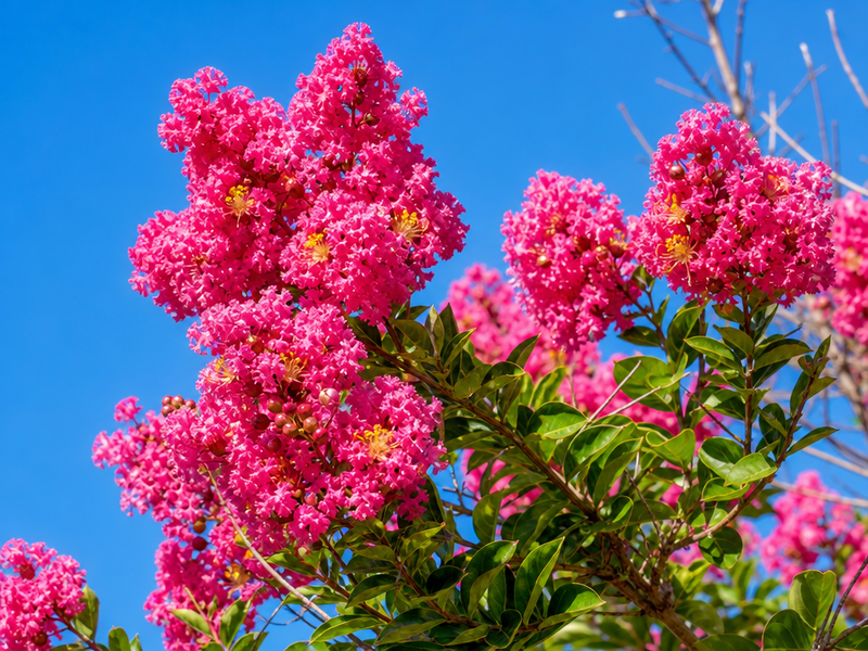 lilas des indes arbre fleurs roses hiver