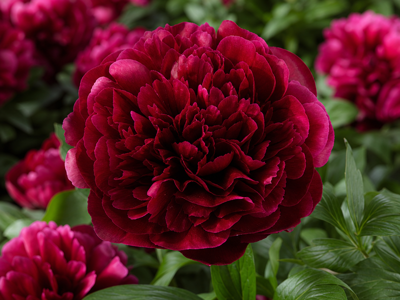 arbustes à fleurs rouges à planter en automne pivoines