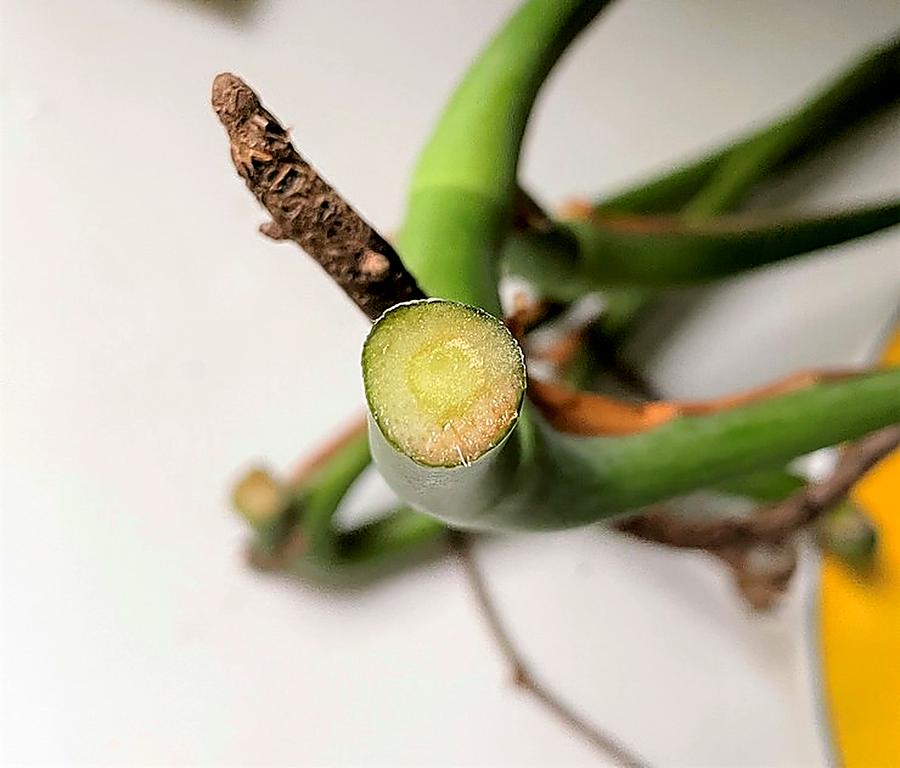 bien bouturer une Monstera