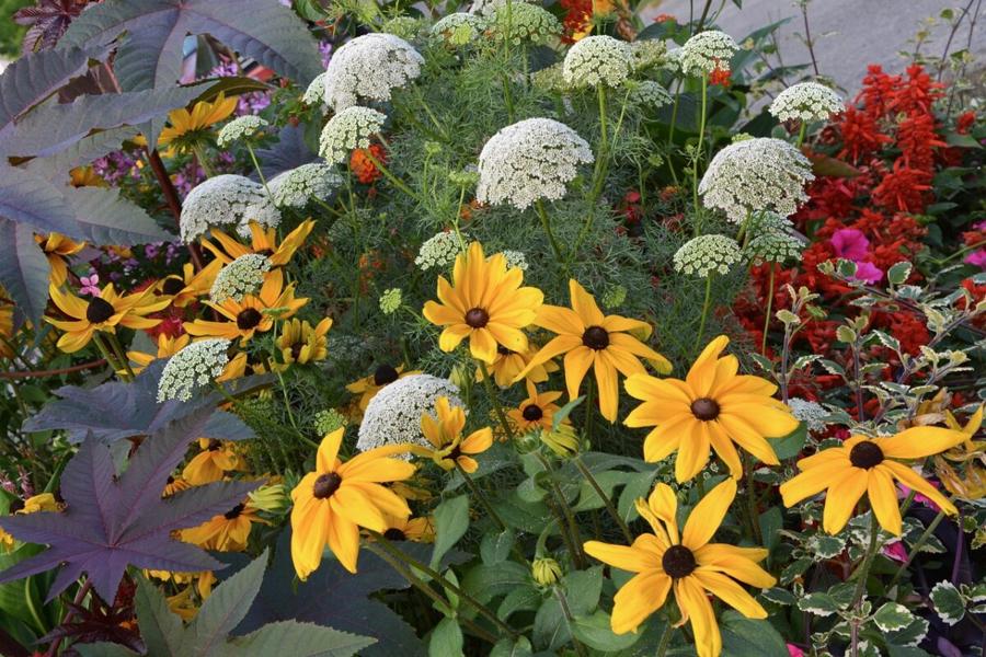 bordure fleurie dans un jardin coloré