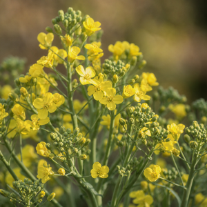 Brocoli monté en fleur avec petites fleurs jaunes et tiges vertes au jardin