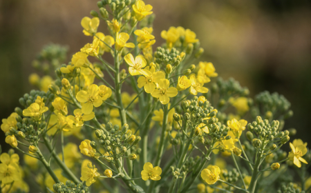 Brocoli monté en fleur avec petites fleurs jaunes et tiges vertes au jardin