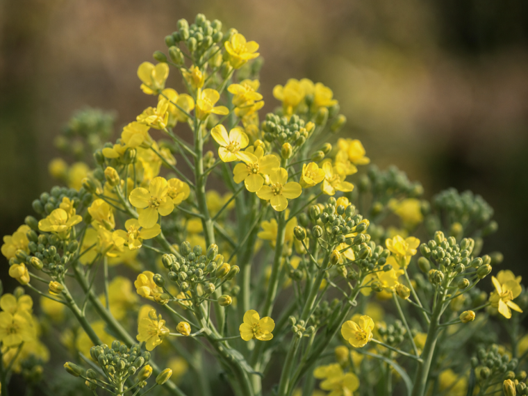 Brocoli monté en fleur avec petites fleurs jaunes et tiges vertes au jardin