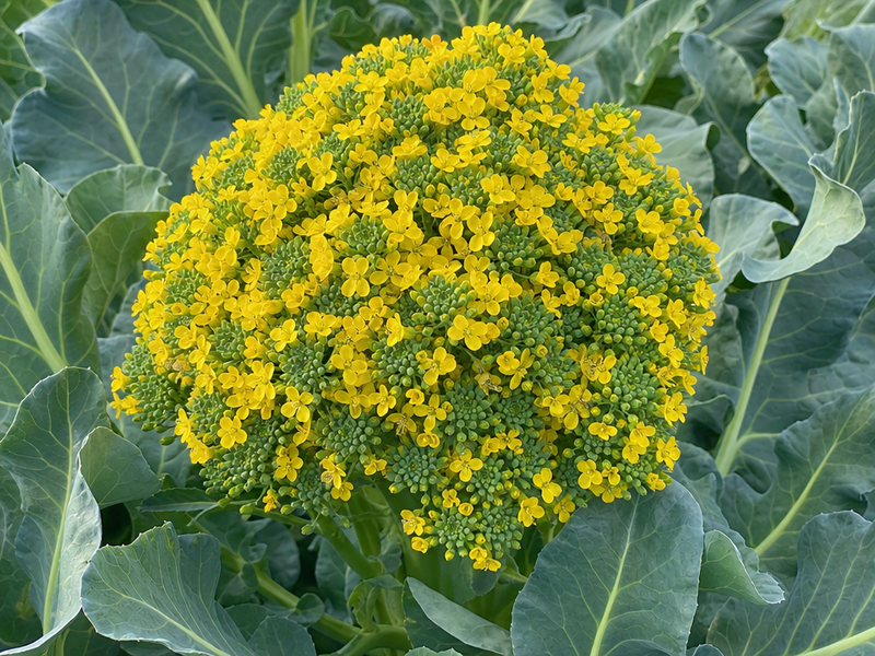 brocoli en fleur