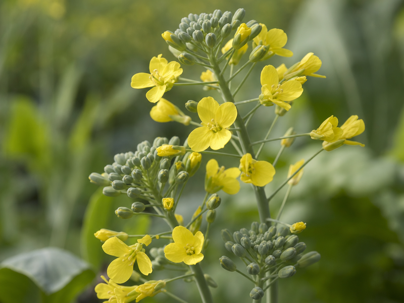 brocoli en fleur que faire peut on le consommer