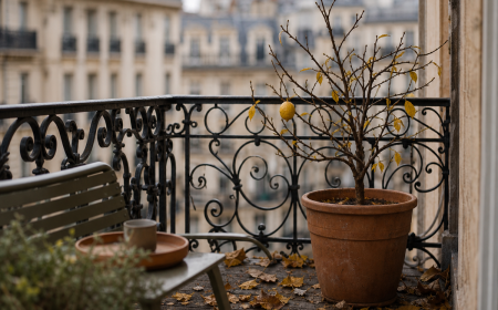 Citronnier en pot qui perd ses feuilles sur un balcon parisien avec feuilles tombées au sol
