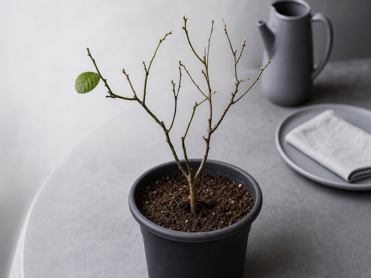 citronnier en pot perd ses feuilles choc transplantation contraste humidité température lumière soleil