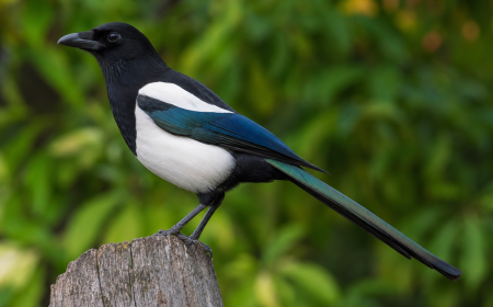 Pie bavarde perchée sur une souche en bois, plumage irisé bleu-vert brillant dans le jardin