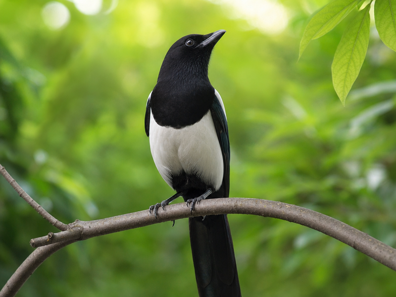 comment apprivoiser un oiseau sauvage