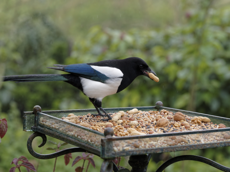 Comment apprivoiser une pie dans le jardin facilement — free download