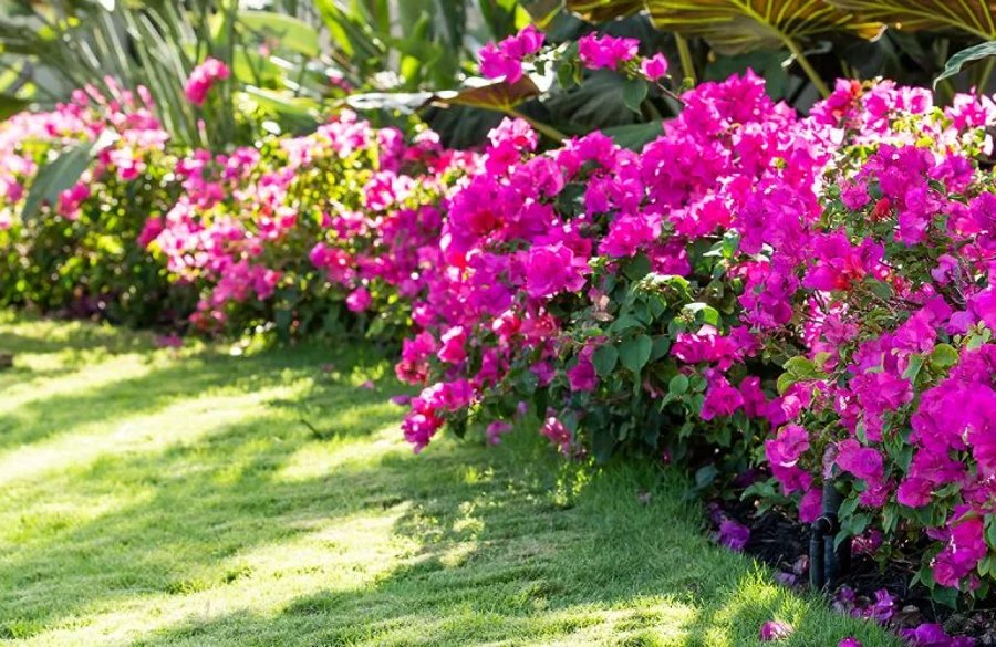 comment créer un massif de fleurs devant la maison