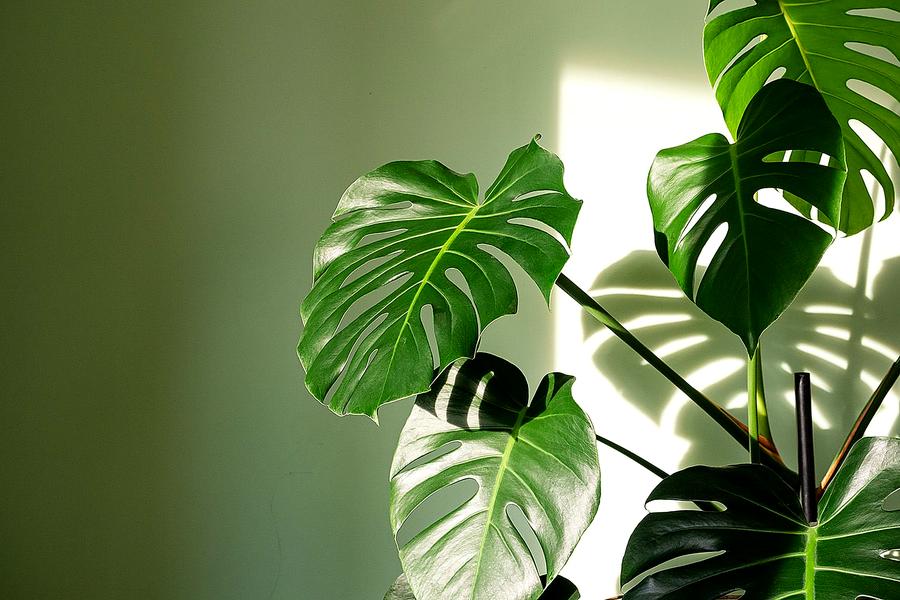 comment étoffer une Monstera