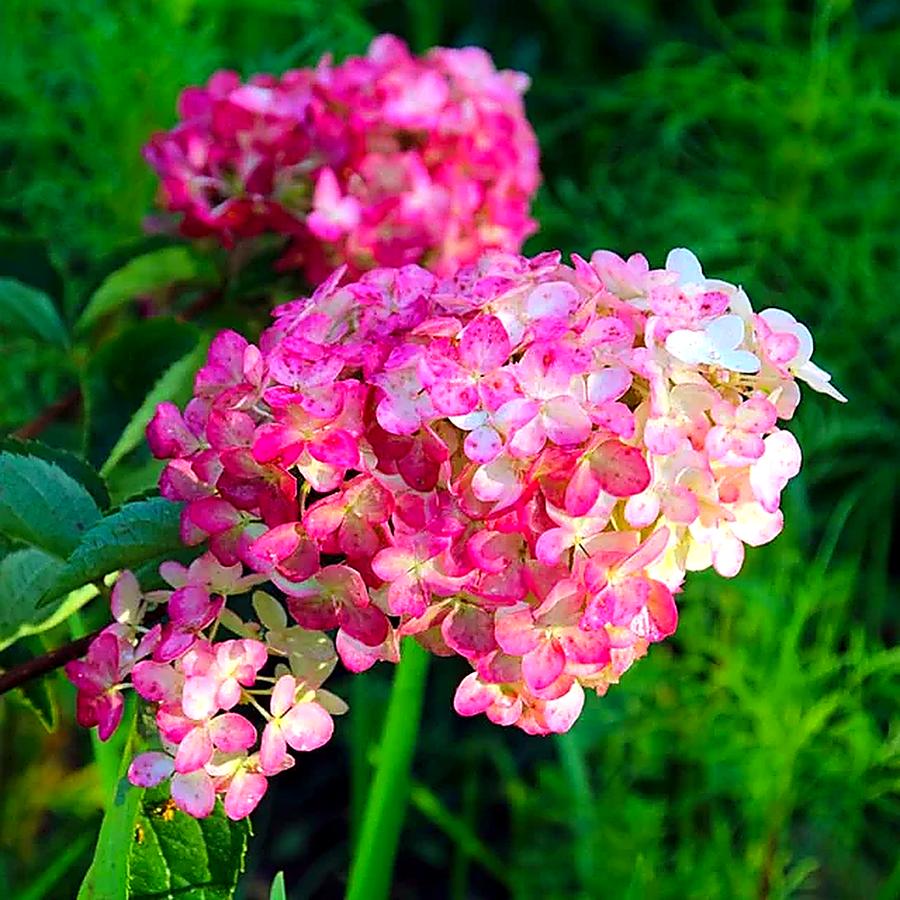 comment pailler l'hortensia