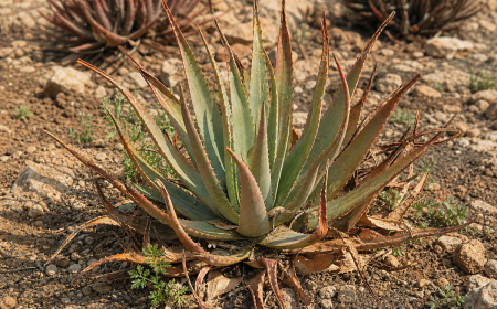 Aloe vera assoiffé aux feuilles brunes et desséchées dans un sol sec à l'extérieur