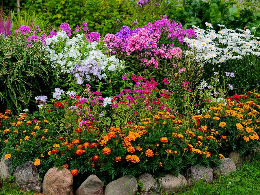conseils pour une bordure fleurie réussie
