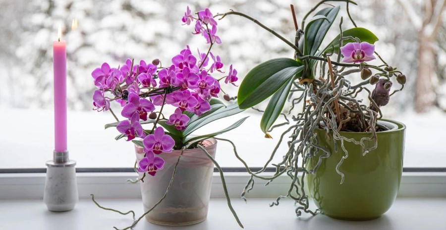 emplacement orchidée qui sèche
