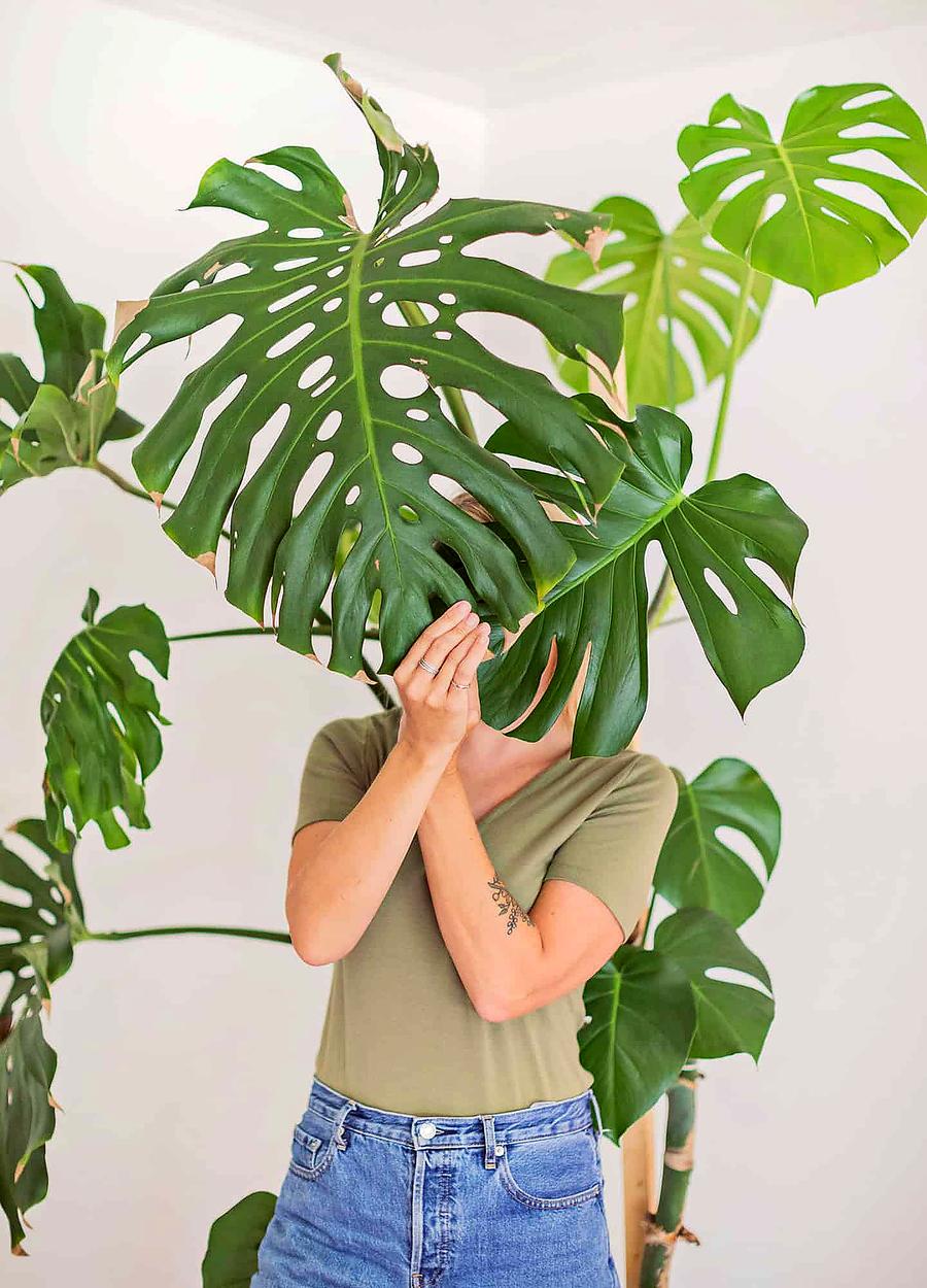 est-il nécessaire de tailler un Monstera 2026