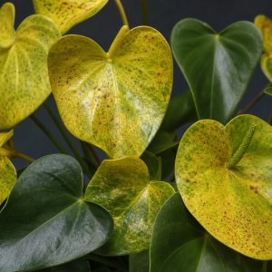 Feuilles d'anthurium jaunes et tachées montrant des symptômes de chlorose et de maladie