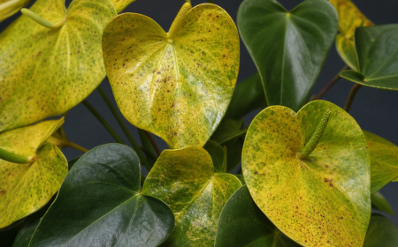 Feuilles d'anthurium jaunes et tachées montrant des symptômes de chlorose et de maladie