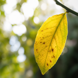 Feuilles de citronnier qui jaunissent sur une branche, gros plan macro sur feuille dorée avec taches brunes