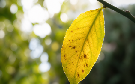 Feuilles de citronnier qui jaunissent sur une branche, gros plan macro sur feuille dorée avec taches brunes