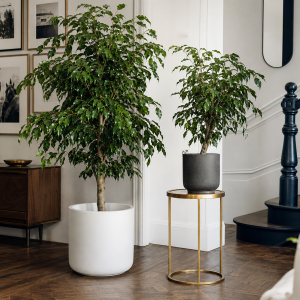 Deux ficus benjamina dans un intérieur moderne élégant avec parquet en chevrons et rampe d'escalier bleue