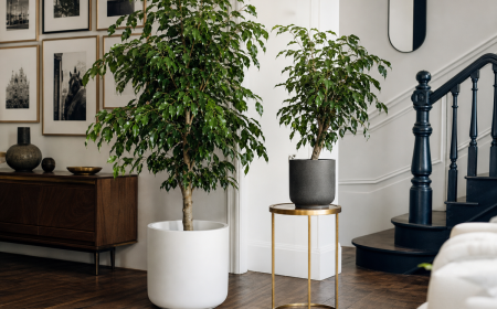 Deux ficus benjamina dans un intérieur moderne élégant avec parquet en chevrons et rampe d'escalier bleue