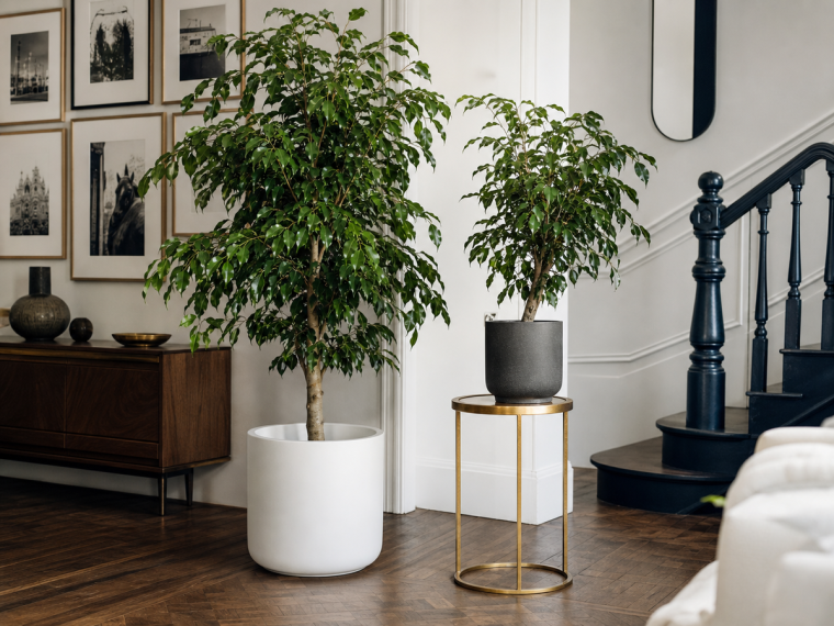 Deux ficus benjamina dans un intérieur moderne élégant avec parquet en chevrons et rampe d'escalier bleue