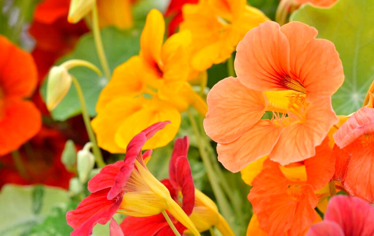 fleurs orange au jardin 2026