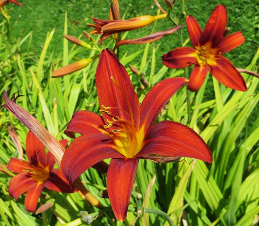 hemerocalle comme fleur orange