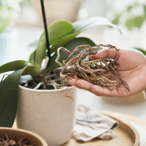 Racines et tige sèche d'orchidée phalaenopsis tenues en main, plant en pot blanc