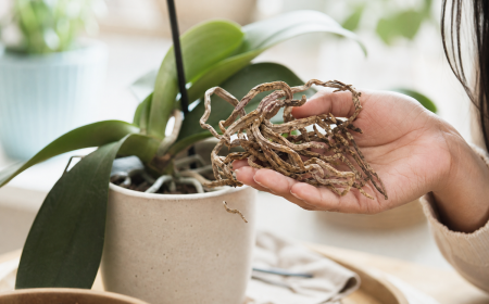 Racines et tige sèche d'orchidée phalaenopsis tenues en main, plant en pot blanc