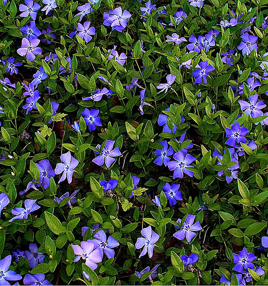 les pervenches belles vivaces ombre longue floraison