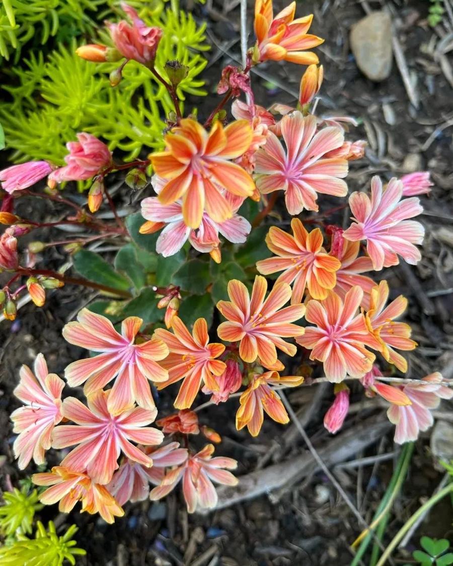 lewisia fleur orange jardin